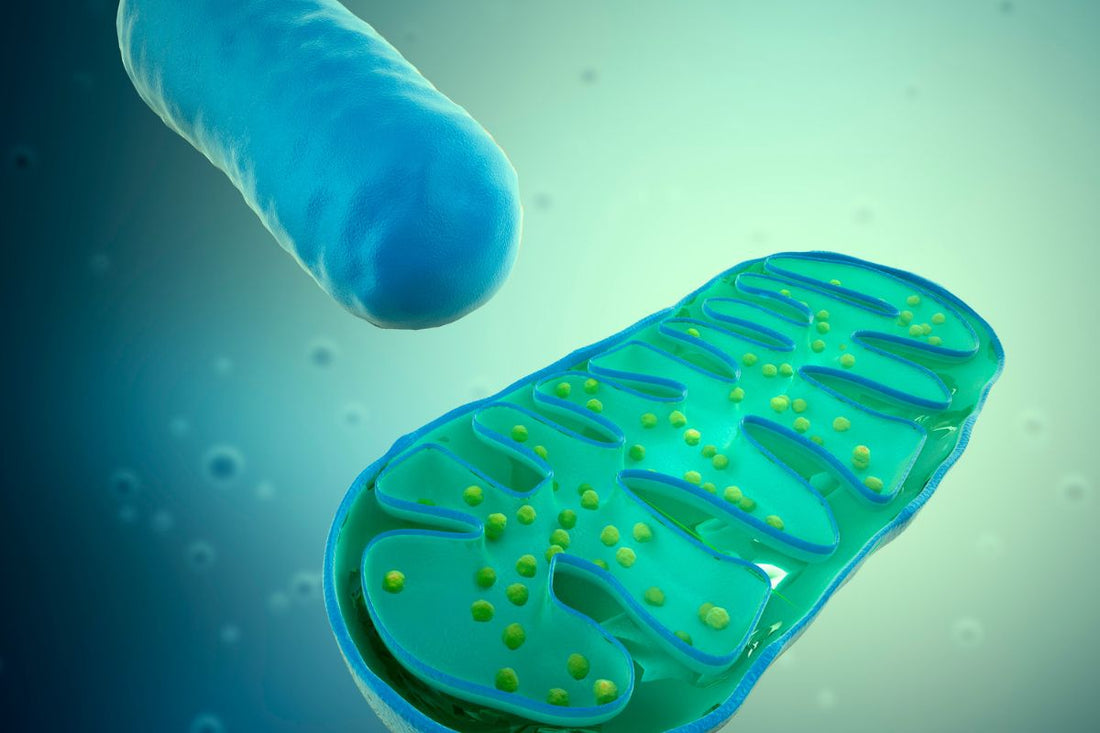 blue and green organelles illustrating a mitochondrion